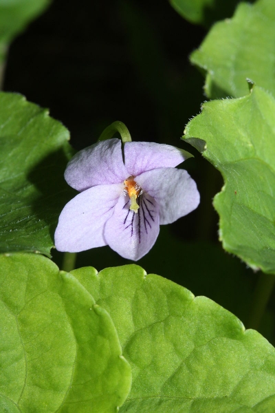 Pflanzenbild gross Sumpf-Veilchen - Viola palustris