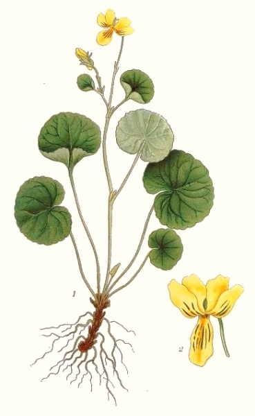 Pflanzenbild gross Gelbes Berg-Veilchen - Viola biflora