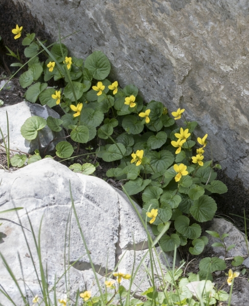 Pflanzenbild gross Gelbes Berg-Veilchen - Viola biflora