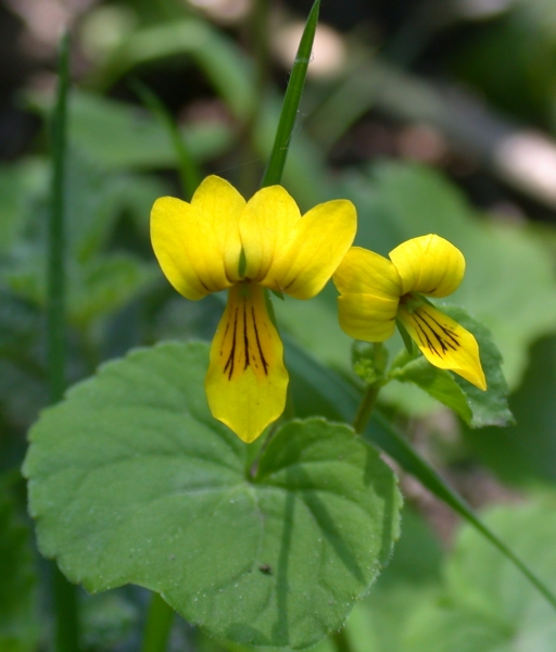 Pflanzenbild gross Gelbes Berg-Veilchen - Viola biflora
