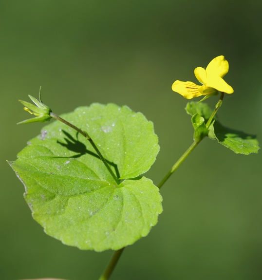 Pflanzenbild gross Gelbes Berg-Veilchen - Viola biflora