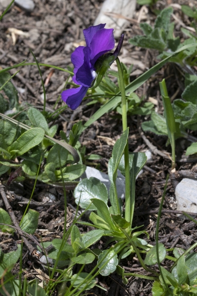 Pflanzenbild gross Langsporniges Stiefmütterchen - Viola calcarata