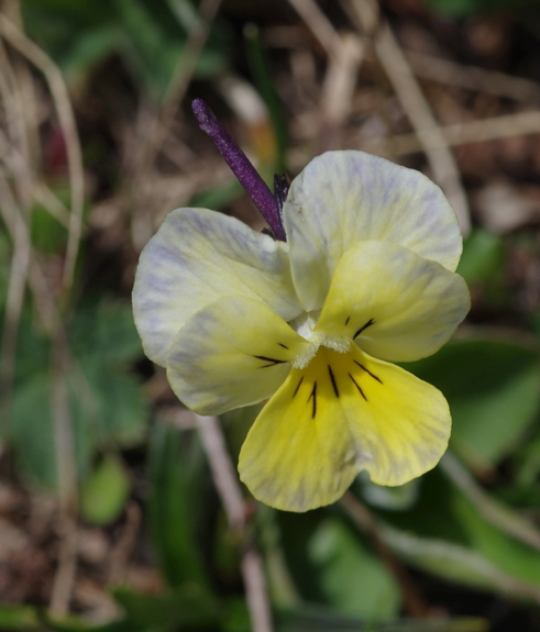 Pflanzenbild gross Langsporniges Stiefmütterchen - Viola calcarata