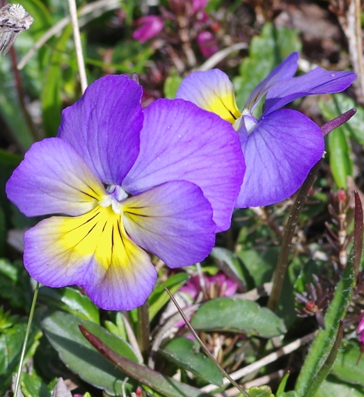 Pflanzenbild gross Langsporniges Stiefmütterchen - Viola calcarata