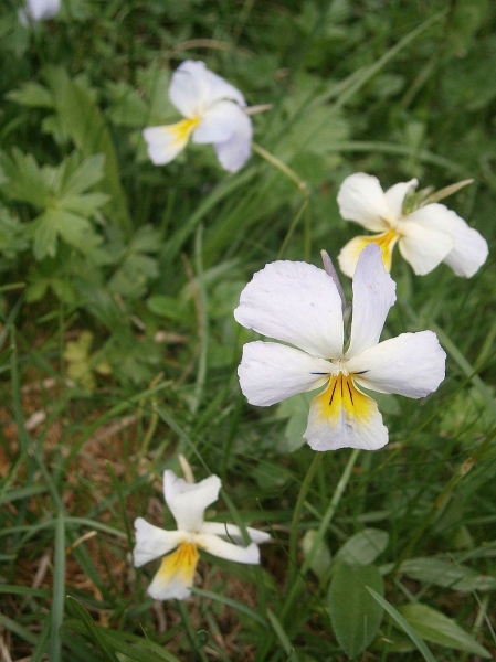 Pflanzenbild gross Langsporniges Stiefmütterchen - Viola calcarata