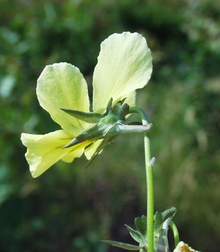 Pflanzenbild gross Gelbes Alpen-Stiefmütterchen - Viola lutea