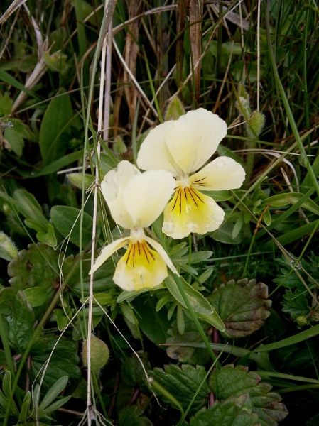Pflanzenbild gross Gelbes Alpen-Stiefmütterchen - Viola lutea