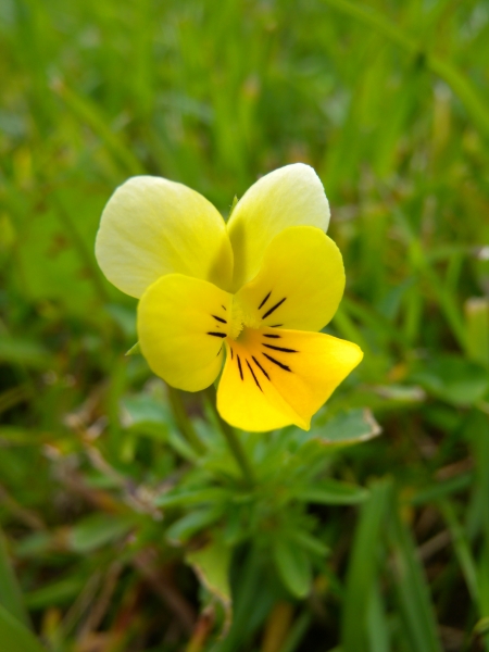 Pflanzenbild gross Gewöhnliches Feld-Stiefmütterchen - Viola tricolor