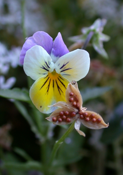 Pflanzenbild gross Gewöhnliches Feld-Stiefmütterchen - Viola tricolor