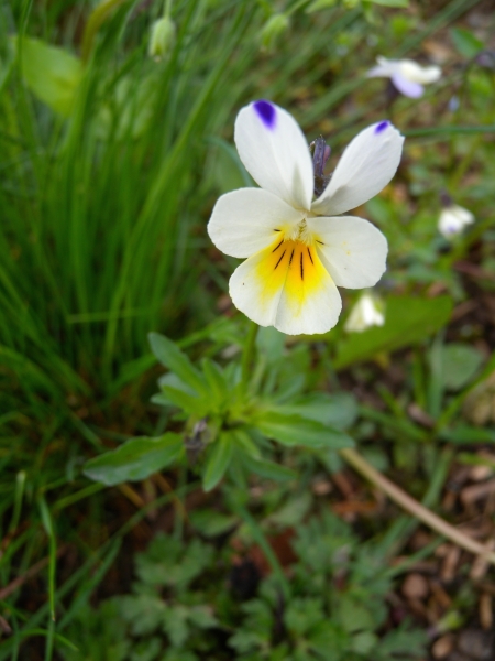 Pflanzenbild gross Gewöhnliches Feld-Stiefmütterchen - Viola tricolor