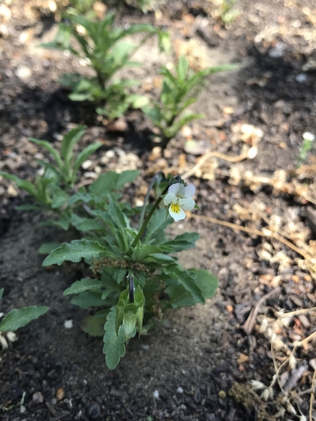 Pflanzenbild gross Acker-Stiefmütterchen - Viola arvensis
