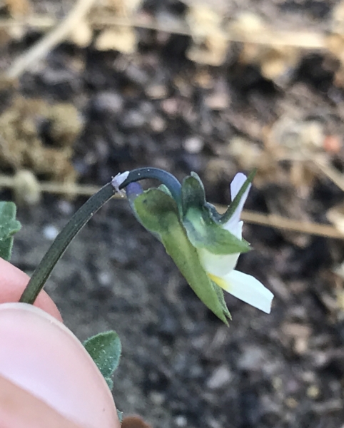 Pflanzenbild gross Acker-Stiefmütterchen - Viola arvensis