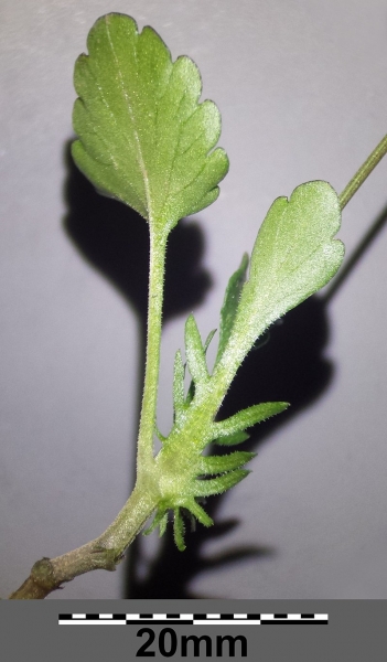 Pflanzenbild gross Acker-Stiefmütterchen - Viola arvensis