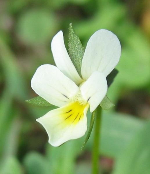 Pflanzenbild gross Acker-Stiefmütterchen - Viola arvensis