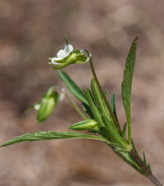 Pflanzenbild gross Acker-Stiefmütterchen - Viola arvensis