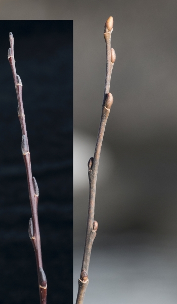 Pflanzenbild gross Silber-Weide - Salix alba