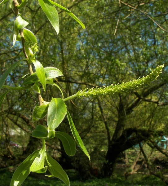Pflanzenbild gross Silber-Weide - Salix alba