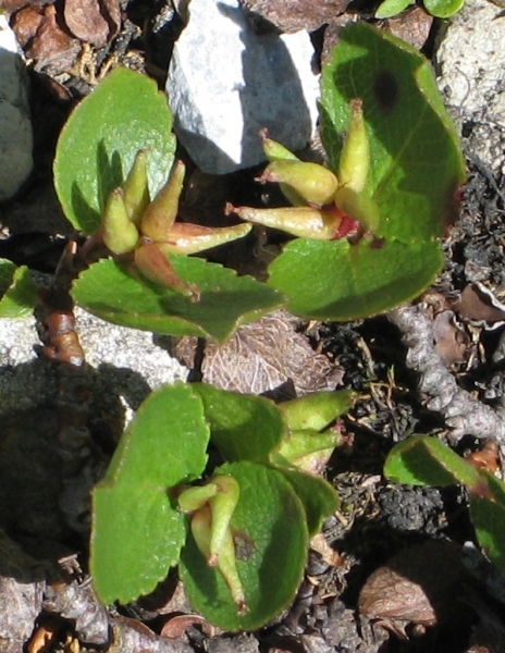 Pflanzenbild gross Kraut-Weide - Salix herbacea