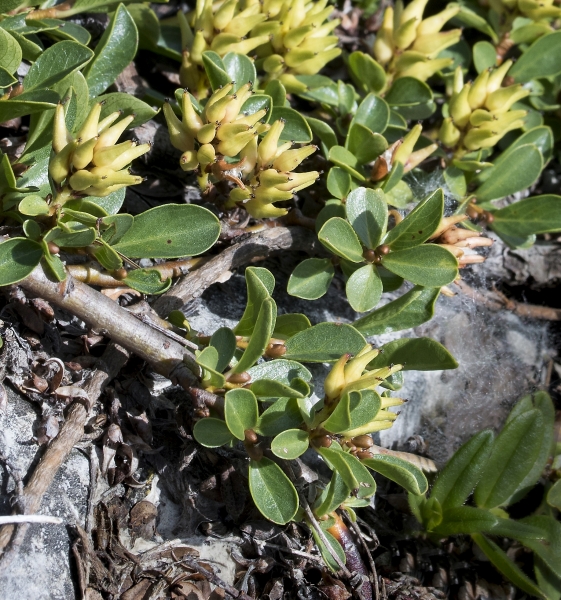 Pflanzenbild gross Stumpfblättrige Weide - Salix retusa