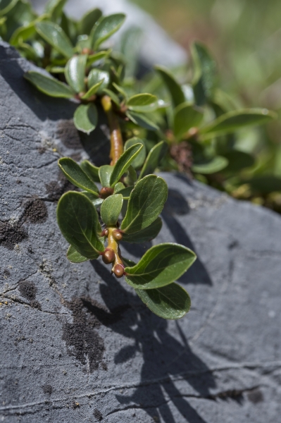 Pflanzenbild gross Stumpfblättrige Weide - Salix retusa