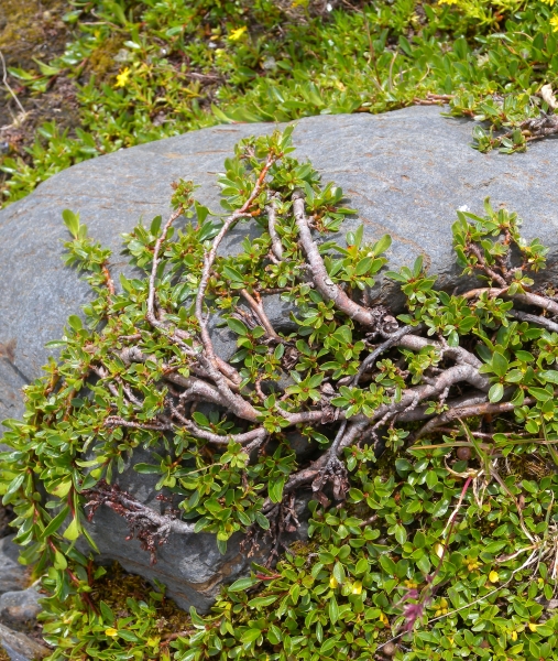Pflanzenbild gross Stumpfblättrige Weide - Salix retusa
