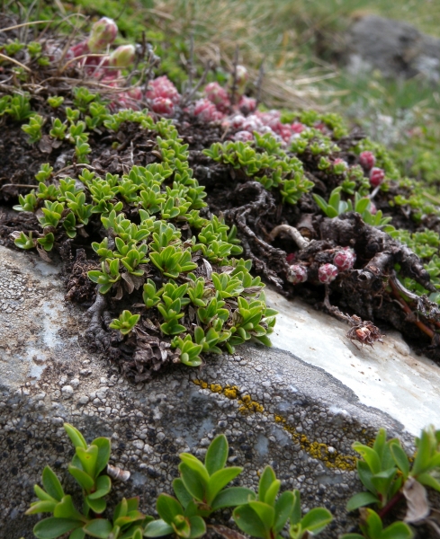 Pflanzenbild gross Quendelblättrige Weide - Salix serpillifolia