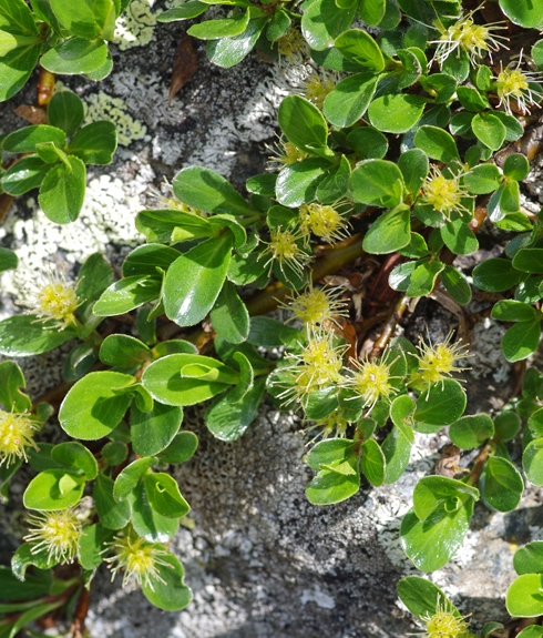 Pflanzenbild gross Quendelblättrige Weide - Salix serpillifolia