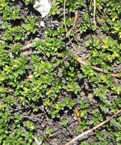 Pflanzenbild gross Quendelblättrige Weide - Salix serpillifolia