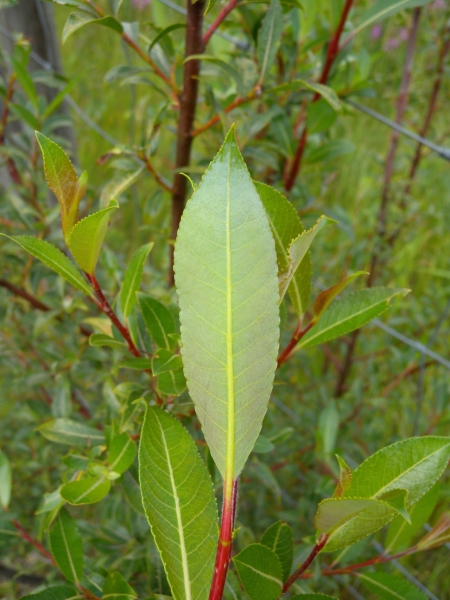Pflanzenbild gross Schwarzwerdende Weide - Salix myrsinifolia