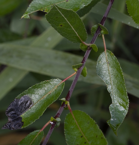 Pflanzenbild gross Schwarzwerdende Weide - Salix myrsinifolia