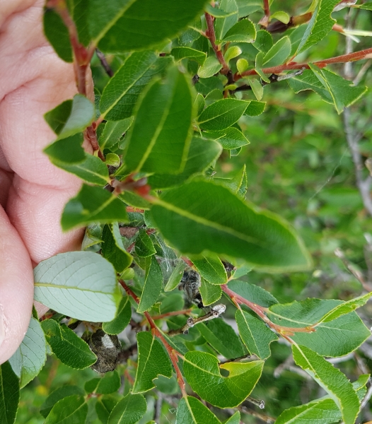 Pflanzenbild gross Schwarzwerdende Weide - Salix myrsinifolia