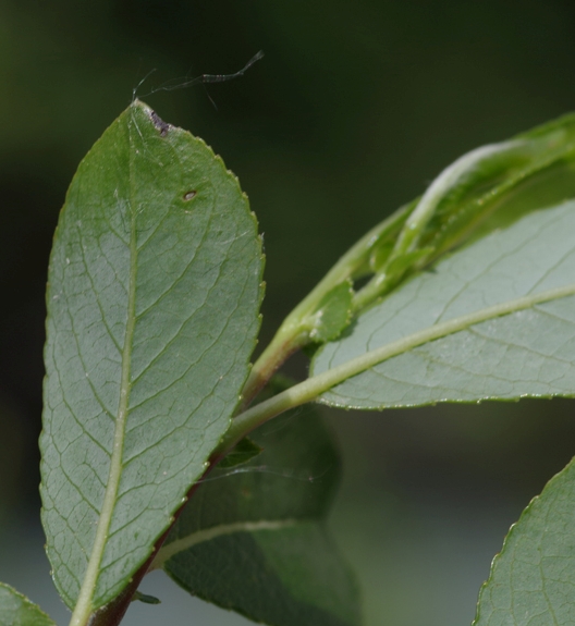Pflanzenbild gross Schwarzwerdende Weide - Salix myrsinifolia