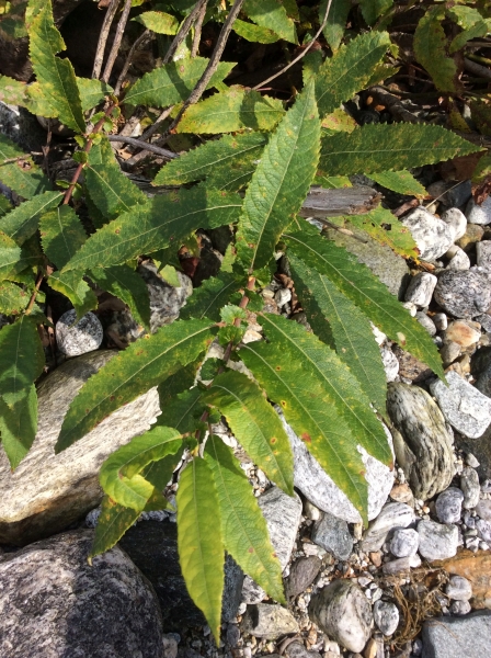Pflanzenbild gross Grossblättrige Weide - Salix appendiculata