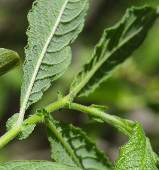 Pflanzenbild gross Grossblättrige Weide - Salix appendiculata