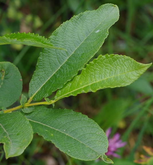 Pflanzenbild gross Grossblättrige Weide - Salix appendiculata