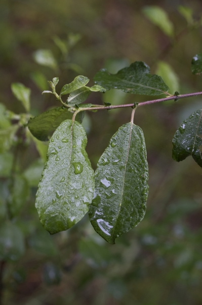 Pflanzenbild gross Grau-Weide - Salix cinerea