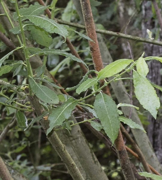 Pflanzenbild gross Grau-Weide - Salix cinerea