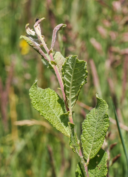 Pflanzenbild gross Grau-Weide - Salix cinerea