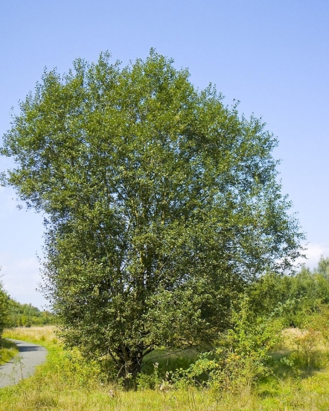 Pflanzenbild gross Sal-Weide - Salix caprea