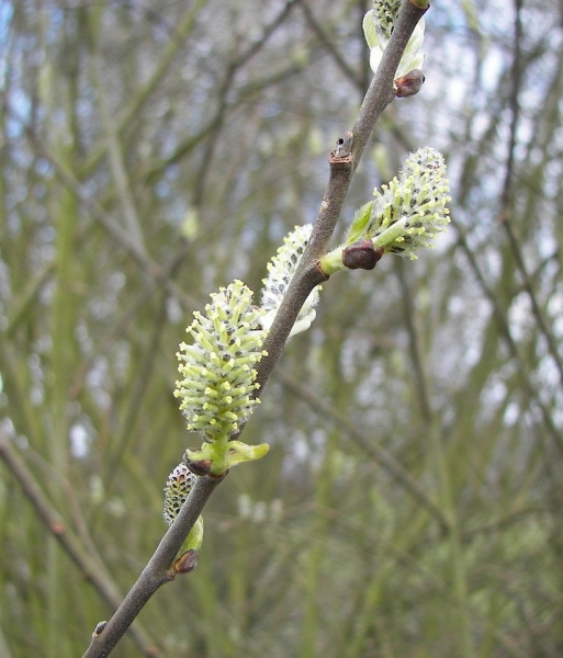 Pflanzenbild gross Sal-Weide - Salix caprea