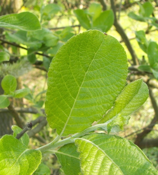 Pflanzenbild gross Sal-Weide - Salix caprea