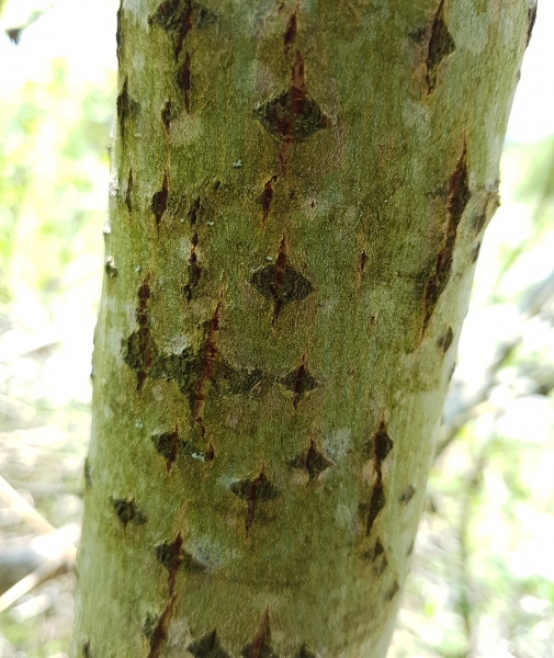 Pflanzenbild gross Sal-Weide - Salix caprea