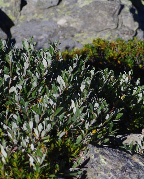 Pflanzenbild gross Schweizer Weide - Salix helvetica
