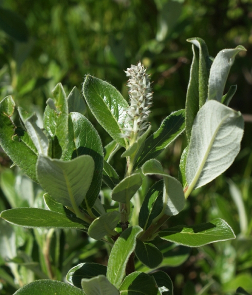 Pflanzenbild gross Schweizer Weide - Salix helvetica