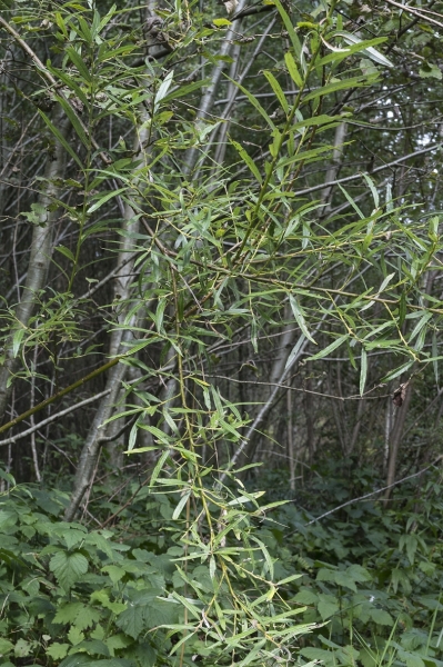 Pflanzenbild gross Lavendel-Weide - Salix elaeagnos