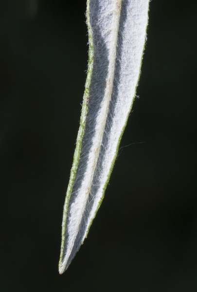 Pflanzenbild gross Lavendel-Weide - Salix elaeagnos