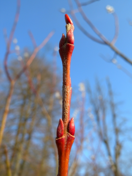 Pflanzenbild gross Purpur-Weide - Salix purpurea