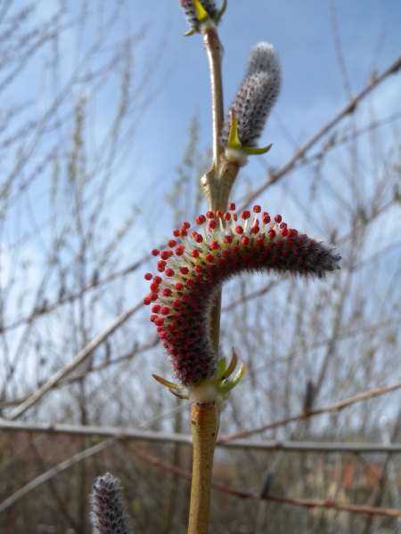 Pflanzenbild gross Purpur-Weide - Salix purpurea