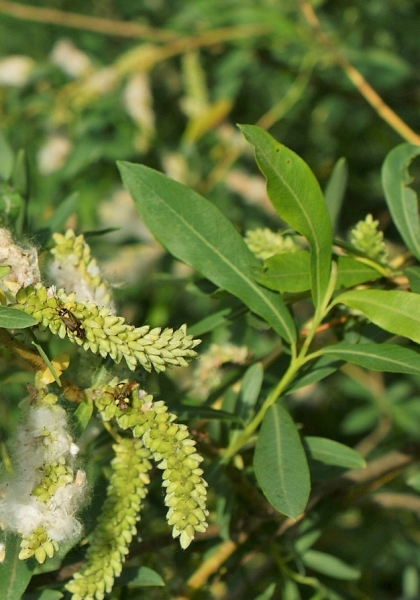 Pflanzenbild gross Purpur-Weide - Salix purpurea