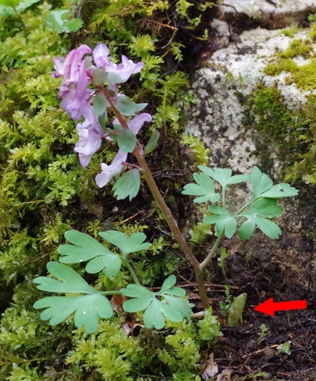 Pflanzenbild gross Festknolliger Lerchensporn - Corydalis solida